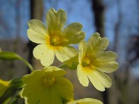 Primula elatior 132, Slanke sleutelbloem, Saxifraga-Ed Stikvoort