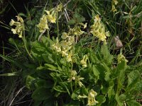 Primula elatior 17, Slanke sleutelbloem, Saxifraga-Jan van der Straaten