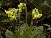 Primula elatior 18, Slanke sleutelbloem, Saxifraga-Willem van Kruijsbergen