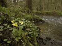 Primula elatior 19, Slanke sleutelbloem, Saxifraga-Willem van Kruijsbergen