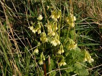 Primula elatior 21, Slanke sleutelbloem, Saxifraga-Marijke Verhagen