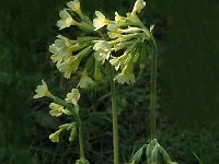 Primula elatior 23, Slanke sleutelbloem, Saxifraga-Jan van der Straaten