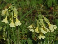 Primula elatior 24, Slanke sleutelbloem, Saxifraga-Jan van der Straaten