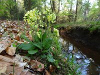 Primula elatior 36, Slanke sleutelbloem, Saxifraga-Mark Zekhuis