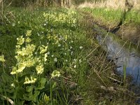 Primula elatior 38, Slanke sleutelbloem, Saxifraga-Jan van der Straaten