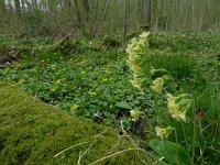 Primula elatior 39, Slanke sleutelbloem, Saxifraga-Mark Zekhuis