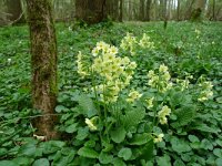 Primula elatior 40, Slanke sleutelbloem, Saxifraga-Mark Zekhuis