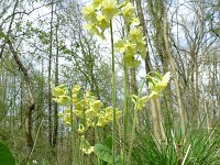 Primula elatior 41, Slanke sleutelbloem, Saxifraga-Mark Zekhuis