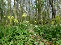 Primula elatior 42, Slanke sleutelbloem, Saxifraga-Mark Zekhuis