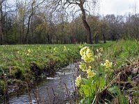 Primula elatior 43, Slanke sleutelbloem, Saxifraga-Jeroen Willemsen