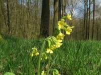 Primula elatior 44, Slanke sleutelbloem, Saxifraga-Rutger Barendse