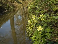 Primula elatior 46, Slanke sleutelbloem, Saxifraga-Jan van der Straaten