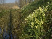 Primula elatior 53, Slanke sleutelbloem, Saxifraga-Jan van der Straaten