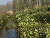 Primula elatior 54, Slanke sleutelbloem, Saxifraga-Jan van der Straaten