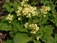 Primula elatior 56, Slanke sleutelbloem, Saxifraga-Jan van der Straaten