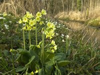 Primula elatior 60, Slanke sleutelbloem, Saxifraga-Jan van der Straaten