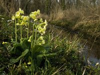 Primula elatior 61, Slanke sleutelbloem, Saxifraga-Jan van der Straaten