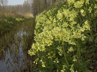 Primula elatior 62, Slanke sleutelbloem, Saxifraga-Jan van der Straaten