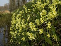 Primula elatior 63, Slanke sleutelbloem, Saxifraga-Jan van der Straaten