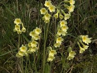 Primula elatior 65, Slanke sleutelbloem, Saxifraga-Jan van der Straaten