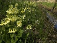 Primula elatior 68, Slanke sleutelbloem, Saxifraga-Jan van der Straaten