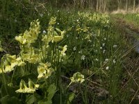 Primula elatior 69, Slanke sleutelbloem, Saxifraga-Jan van der Straaten