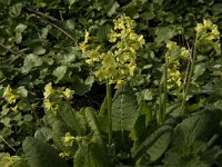 Primula elatior 7, Slanke sleutelbloem, Saxifraga-Jan van der Straaten