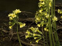 Primula elatior 72, Slanke sleutelbloem, Saxifraga-Willem van Kruijsbergen