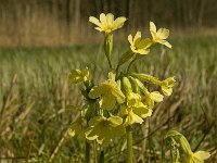 Primula elatior 74, Slanke sleutelbloem, Saxifraga-Jan van der Straaten