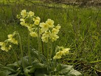 Primula elatior 75, Slanke sleutelbloem, Saxifraga-Jan van der Straaten