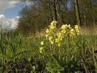 Primula elatior 77, Slanke sleutelbloem, Saxifraga-Jan van der Straaten