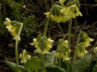 Primula elatior 78, Slanke sleutelbloem, Saxifraga-Jan van der Straaten