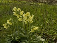 Primula elatior 80, Slanke sleutelbloem, Saxifraga-Jan van der Straaten