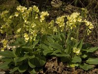 Primula elatior 82, Slanke sleutelbloem, Saxifraga-Jan van der Straaten