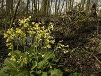 Primula elatior 83, Slanke sleutelbloem, Saxifraga-Jan van der Straaten