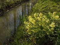 Primula elatior 84, Slanke sleutelbloem, Saxifraga-Jan van der Straaten