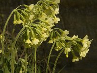 Primula elatior 85, Slanke sleutelbloem, Saxifraga-Jan van der Straaten