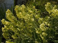 Primula elatior 86, Slanke sleutelbloem, Saxifraga-Jan van der Straaten