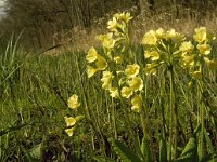 Primula elatior 87, Slanke sleutelbloem, Saxifraga-Jan van der Straaten