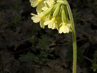 Primula elatior 88, Slanke sleutelbloem, Saxifraga-Jan van der Straaten