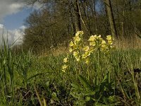 Primula elatior 89, Slanke sleutelbloem, Saxifraga-Jan van der Straaten