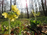 Primula elatior 96, Slanke sleutelbloem, Saxifraga-Mark Zekhuis