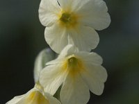 Primula elatior 97, Slanke sleutelbloem, Saxifraga-Mark Zekhuis