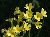 Primula elatior ssp elatior 27, Slanke sleutelbloem, Saxifraga-Marijke Verhagen