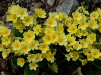 Primula elatior ssp elatior 28, Slanke sleutelbloem, Saxifraga-Jan van der Straaten