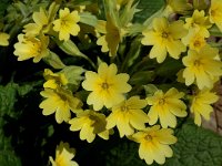 Primula elatior ssp elatior 29, Slanke sleutelbloem, Saxifraga-Marijke Verhagen