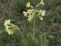 Primula elatior ssp intricata 136, Saxifraga-Willem van Kruijsbergen