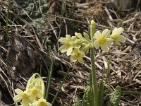 Primula elatior ssp intricata 137, Saxifraga-Willem van Kruijsbergen