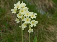 Primula elatior ssp intricata 140, Saxifraga-Harry Jans  Primula elatior ssp. intricata