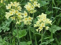 Primula elatior ssp intricata 143, Saxifraga-Harry Jans